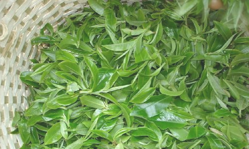 購買茶葉需要注意些什么？